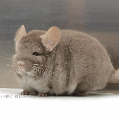 TOV Beige Brown Velvet hybrid chinchillas